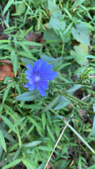 Cichorium intybus