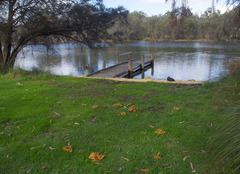 Gymnopilus allantopus