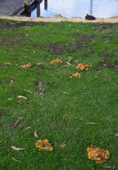 Gymnopilus allantopus