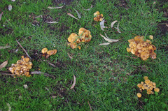 Gymnopilus allantopus