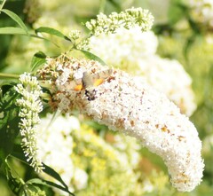 Macroglossum stellatarum