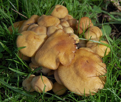 Gymnopilus allantopus