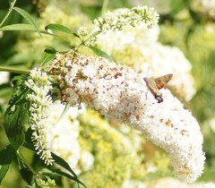 Macroglossum stellatarum