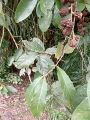 Guarea macrophylla