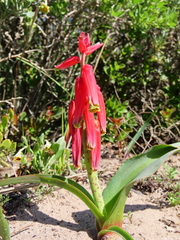 Lachenalia bulbifera
