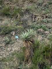 Yucca