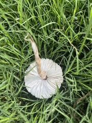 Chlorophyllum
