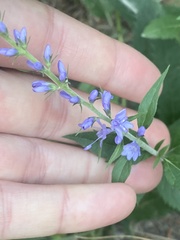 Veronica longifolia