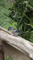 Fringilla coelebs maderensis