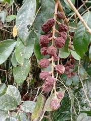 Guarea macrophylla