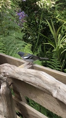 Fringilla coelebs maderensis