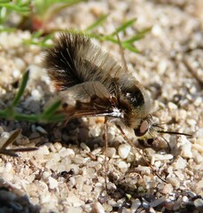 Bombyliinae
