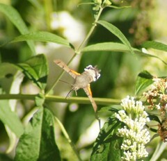 Macroglossum stellatarum