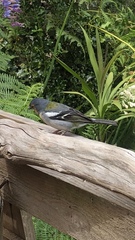Fringilla coelebs maderensis