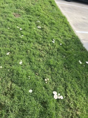 Chlorophyllum
