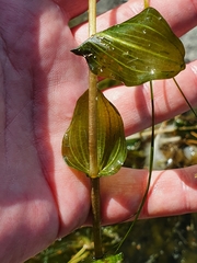 Potamogeton perfoliatus