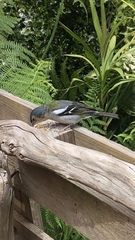 Fringilla coelebs maderensis