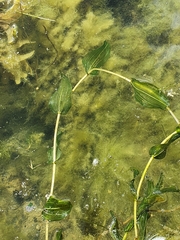 Potamogeton perfoliatus