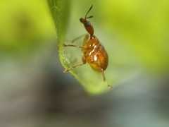 Attelabidae