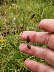 Carex atrofusca