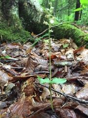 Neottia cordata