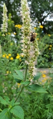 Bombus griseocollis