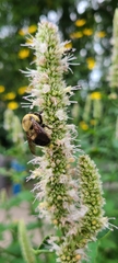 Bombus griseocollis