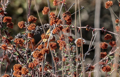Vanessa virginiensis