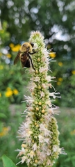 Bombus griseocollis