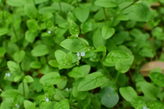 Omphalotrigonotis cupulifera