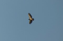 Circaetus gallicus