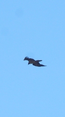 Gypaetus barbatus