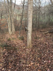 Liriodendron tulipifera