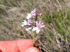 Nemesia bicornis