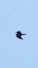 Gypaetus barbatus