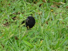 Sporophila corvina