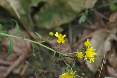 Hieracium umbellatum