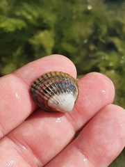 Cerastoderma edule