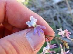 Nemesia bicornis