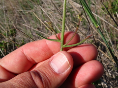 Nemesia bicornis