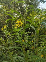 Helianthus giganteus