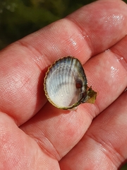 Cerastoderma edule