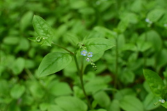 Omphalotrigonotis cupulifera