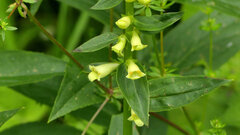 Digitalis lutea