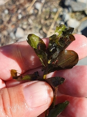 Potamogeton perfoliatus