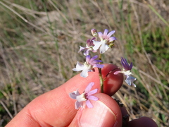 Nemesia bicornis