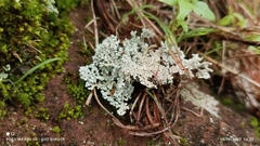 Stereocaulon