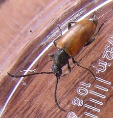 Pseudovadonia livida