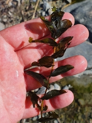 Potamogeton perfoliatus