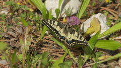 Papilio machaon